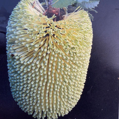 Banksia lehmanniana 140mm