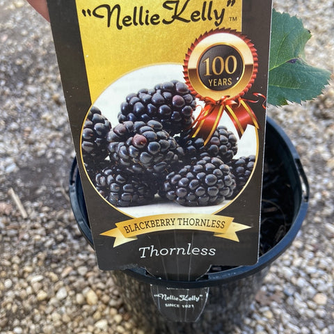 Nellie Kelly blackberry thornless 140mm