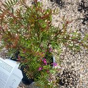 Boronia Seaside Stars 140mm