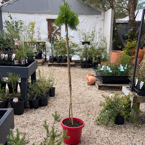 Grevillea 'Curviloba' Standard 300mm