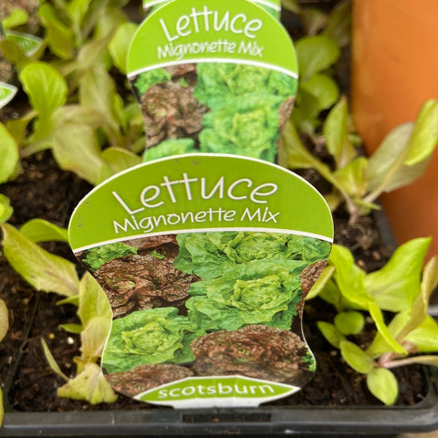 Lettuce Mignonette mix - scotsburn