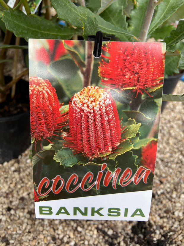 Banksia Coccinea 140mm