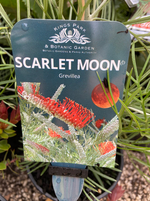 Grevillea sp. Scarlet Moon 140mm