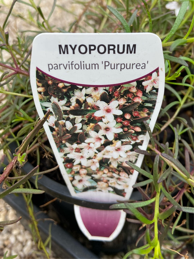 Myoporum parv purp 70mmTube
