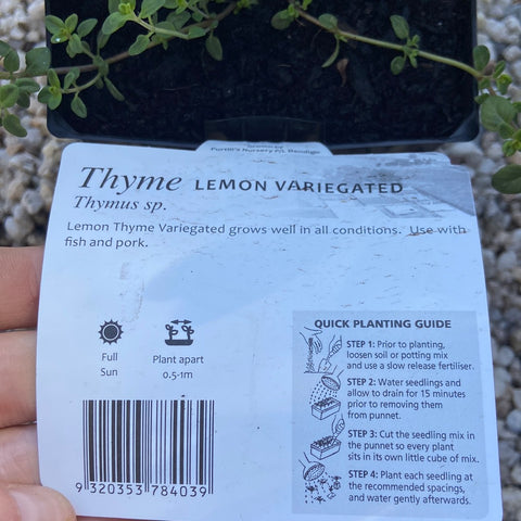 Thyme lemon variegated maxi Purtill