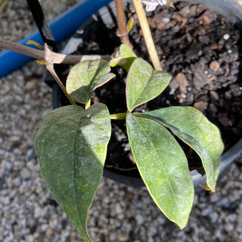 Tecomanthe Roaring Meg 140mm