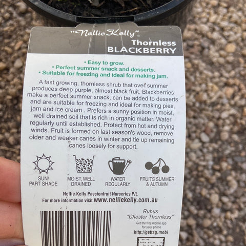 Nellie Kelly blackberry thornless 140mm
