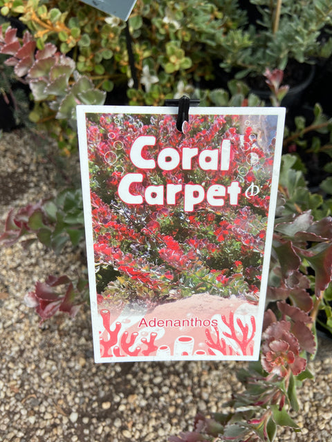 Adenanthos Coral Carpet 180mm