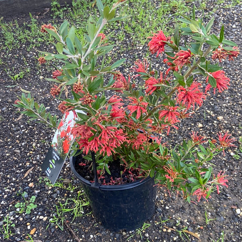 Grevillea 'Red Robin' 200mm