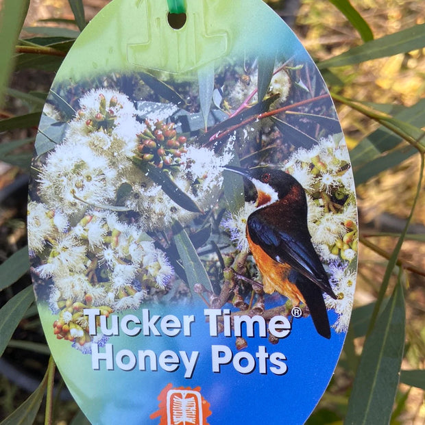Eucalyptus Honey Pots 200mm