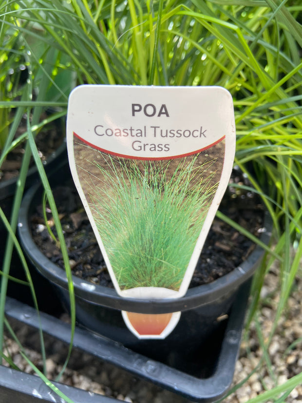 Poa poiformis  140mm