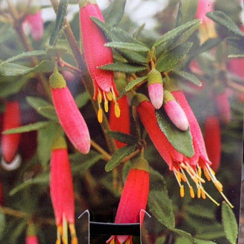 Correa Rose Lantern 140mm
