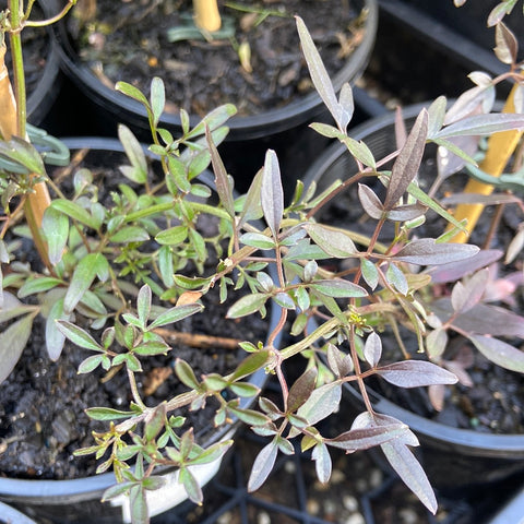 Clematis Microphylla Tube