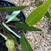 Hardenbergia Candy Crawl 140mm