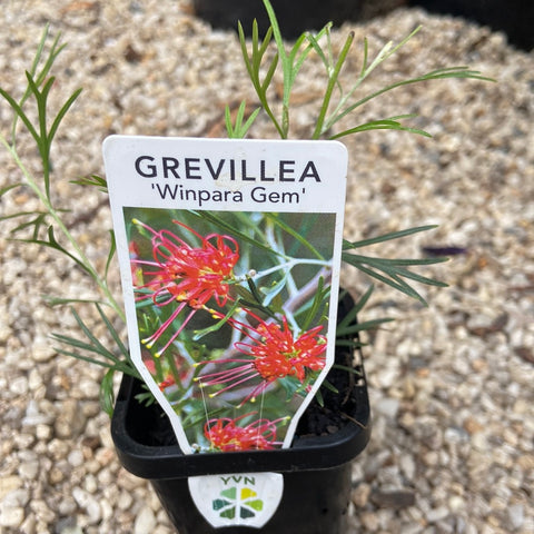 Grevillea 'Winpara Gem' 70mm