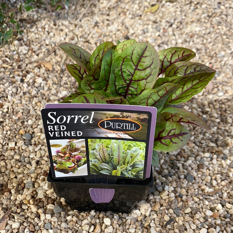 Sorrel ‘Red Veined’ - Purtill maxi