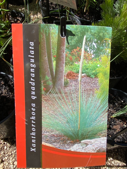 Xanthorrhoea quadrangulata (seedlings)