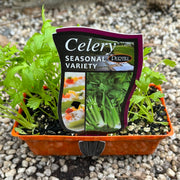 Celery - Seasonal - Purtill