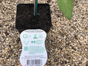 Tomato ‘Rouge De Marmande’ - Scotsburn Maxi
