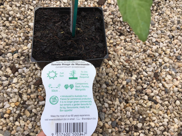 Tomato ‘Rouge De Marmande’ - Scotsburn Maxi