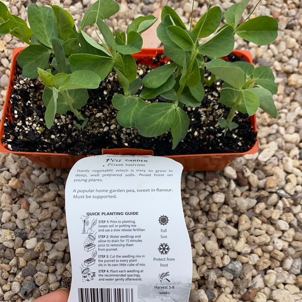 Pea ‘Garden’ - Purtill