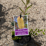 Banksia Marginata Bright flowers 140mm