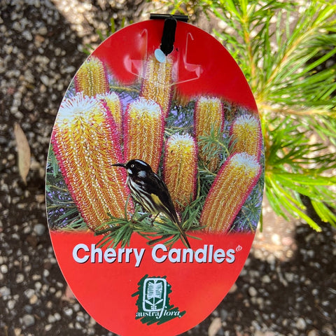 Banksia Cherry Candles 140mm