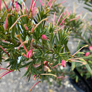 Grevillea 'Pink Pixie' 200mm