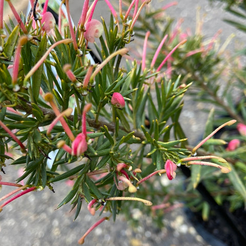 Grevillea 'Pink Pixie' 200mm