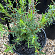 Pimelea rosea 'Deep Dream'200mm