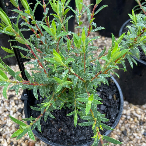 Pimelea rosea 'Deep Dream'200mm