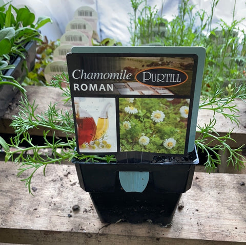Chamomile - Roman - Purtill