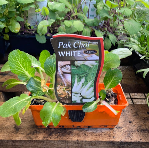 Pak Choi ‘White’ - Purtill