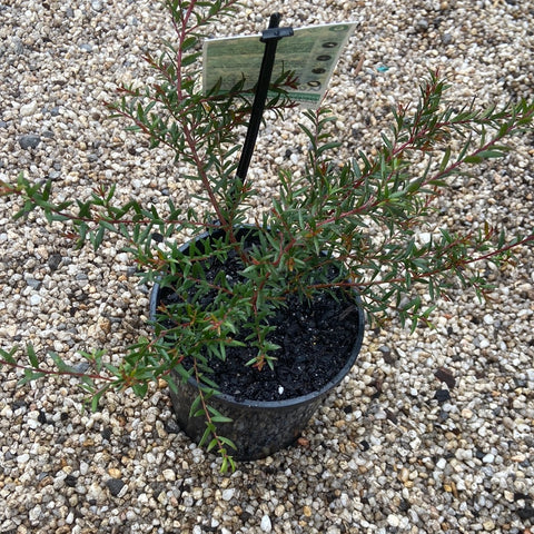 Persoonia Golden Lantern 140mm