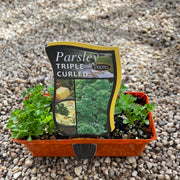 Parsley ‘triple curled’ - Purtill