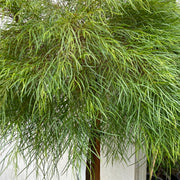 Acacia cognata Limelight STD 300mmm