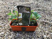 Kale ‘Toscano Black’ - Purtill