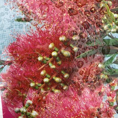 Callistemon Perth Pink 140mm