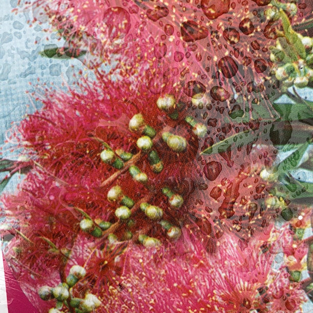 Callistemon Perth Pink 140mm