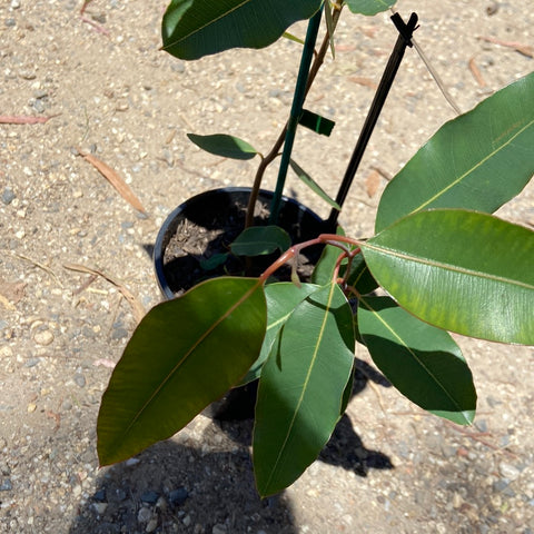 Eucalyptus calophylla rosea 140mm
