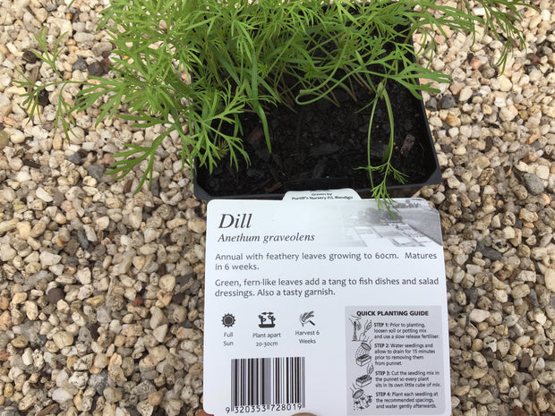 Dill - Purtill maxi