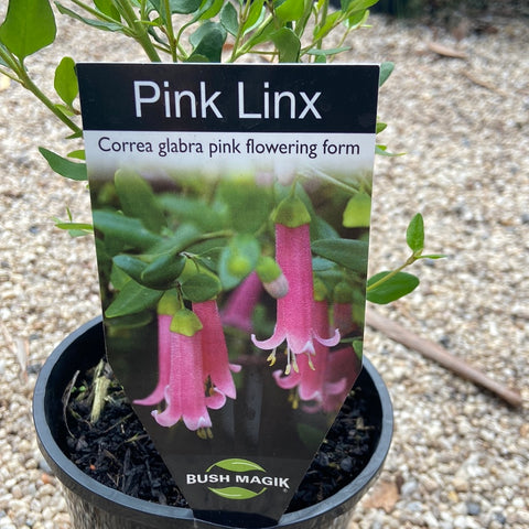 Correa Pink linx 140mm