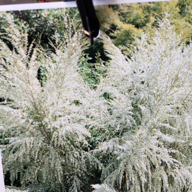 Leptospermum 'Cardwell' 140mm