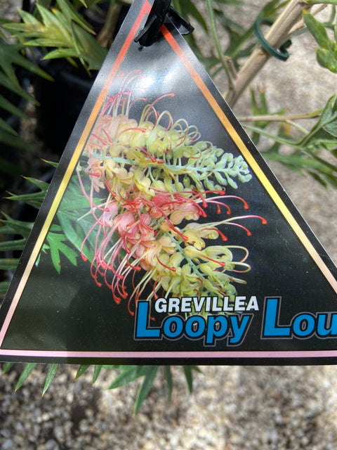 Grevillea 'Loopy Lou' 200mm