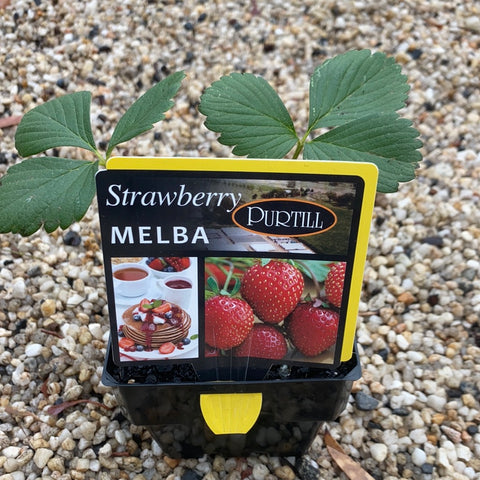 Strawberry ‘Melba’ -Purtill maxi
