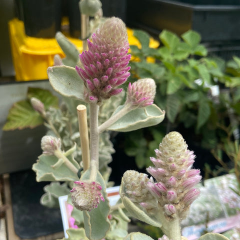 Ptilotus rotundifolius 140mm