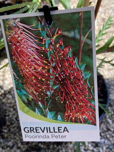 Grevillea Poorinda Peter 200mm