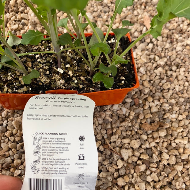 Broccoli ‘Purple Sprouting’ - Purtill