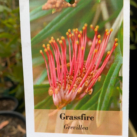 Grevillea 'Grass Fire' Standard 300mm