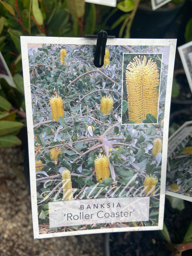 Banksia integrifolia 'Roller Coaster' 140 mm